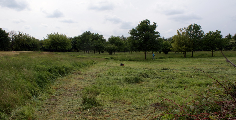 Grasmahd auf den Hufewiesen Trachau