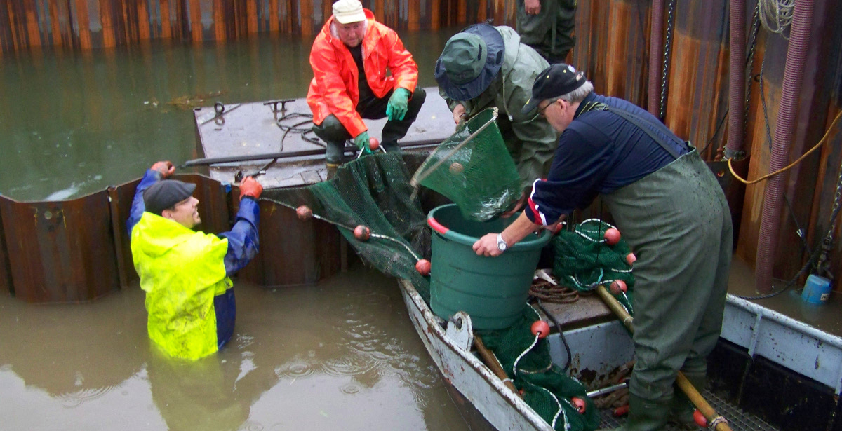 Pieschener Hafen Abfischen