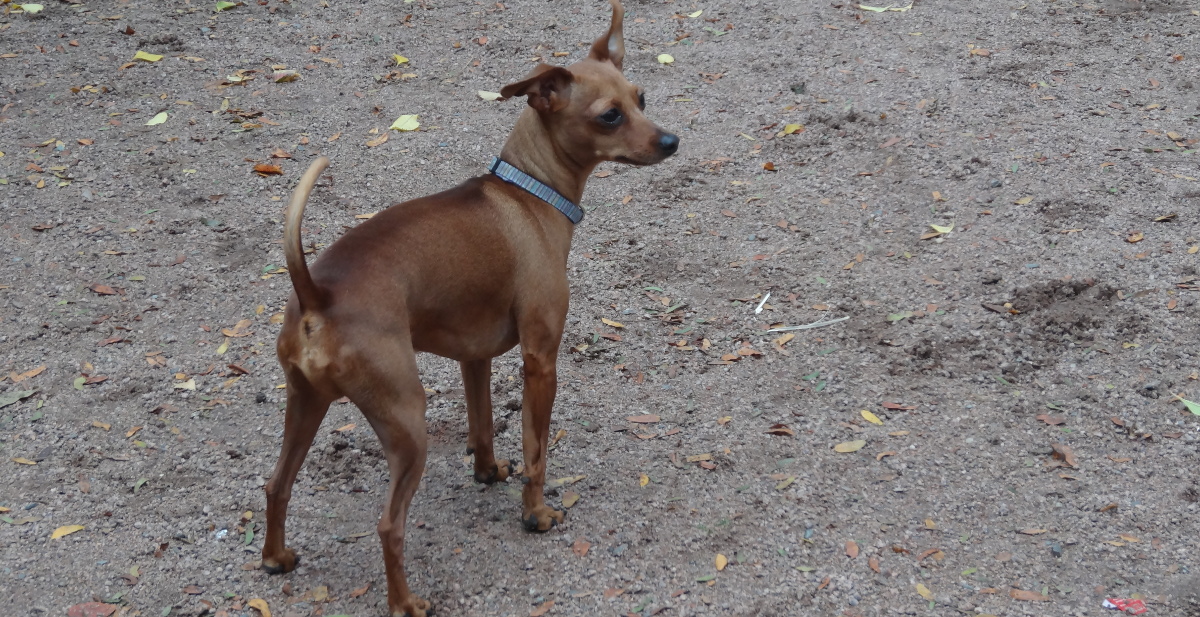 Hunde Leinenzwang Pietri 0902