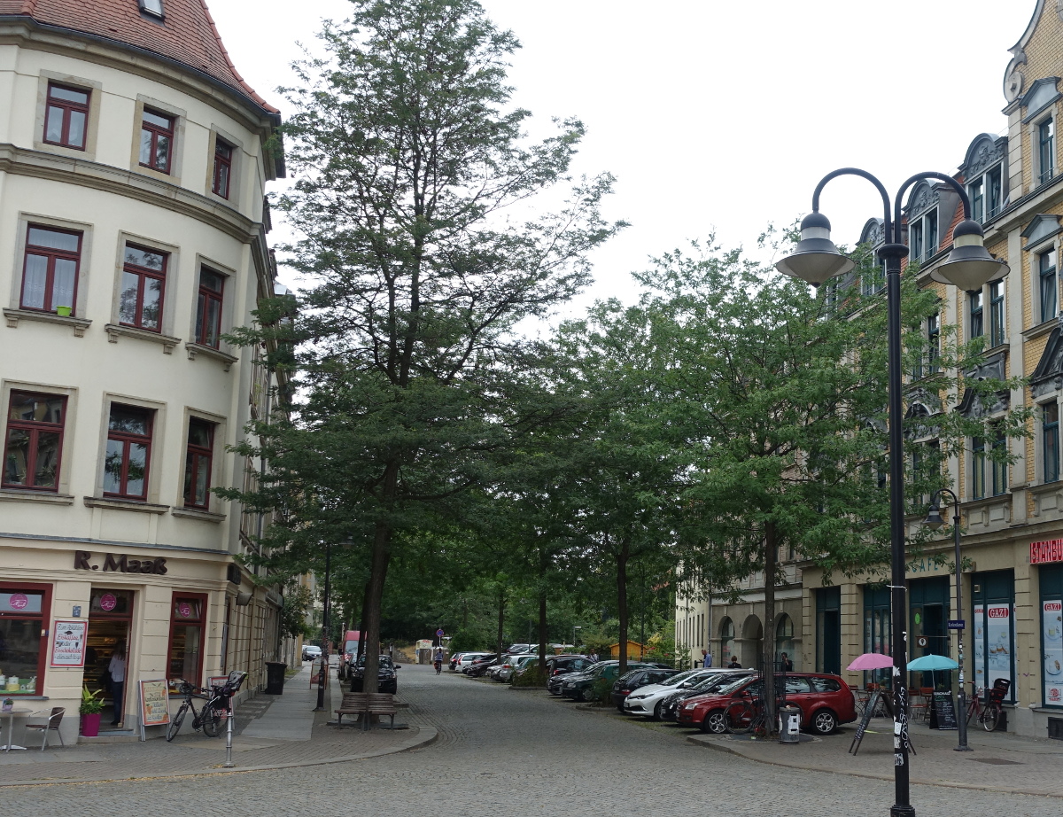 Konkordienplatz Strassenbaeume