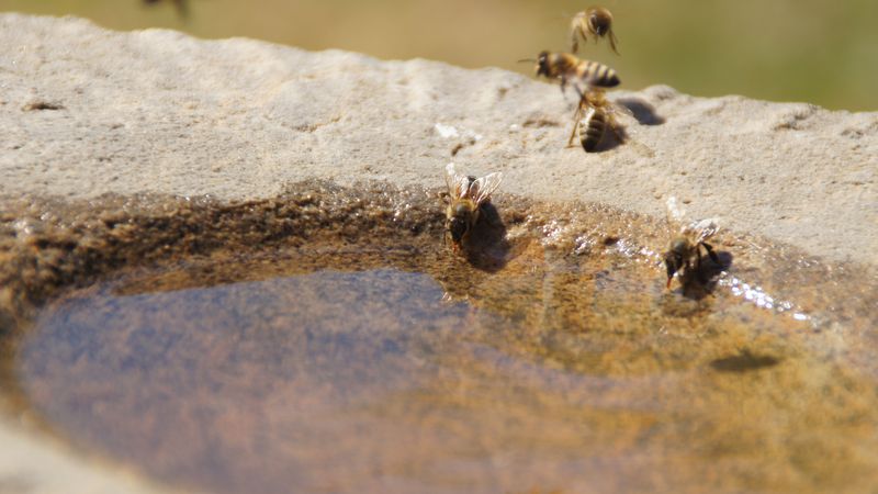 Wasserträgerinnen an der Tränke
