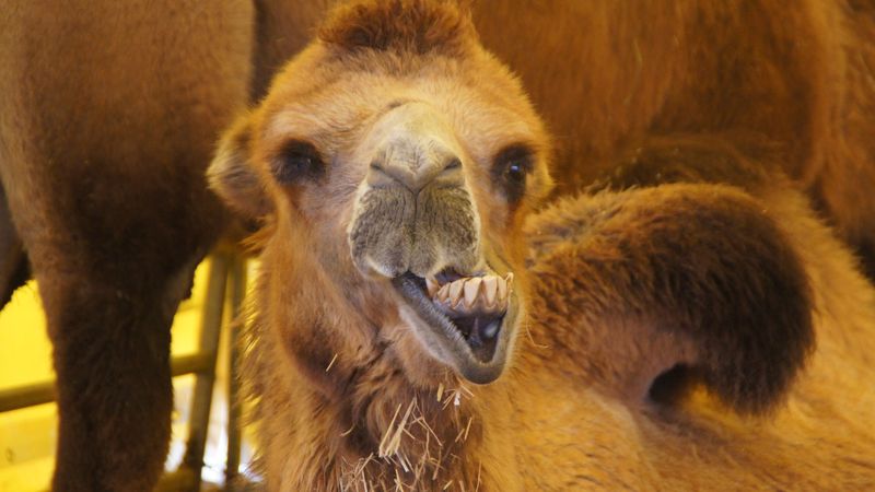 Alles muss man zweimal machen: Kamel beim Wiederkäuen