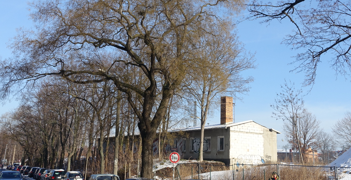 Grünzug Gehestraße Bäume