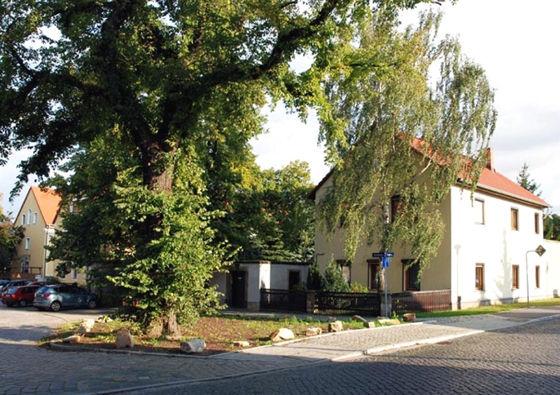 Flatter-Ulme in Altübigau