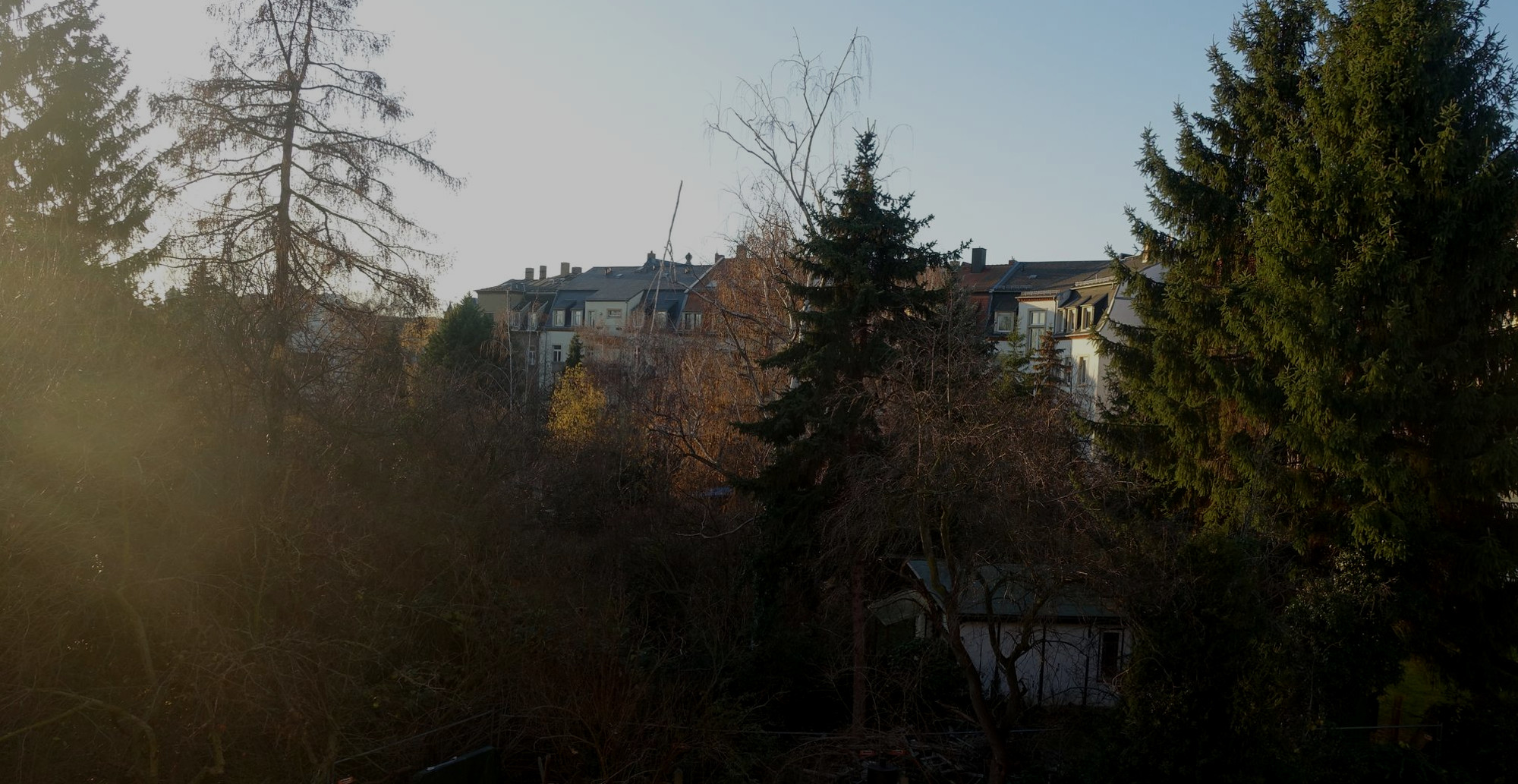 Tichatscheckstraße 37 Bäume