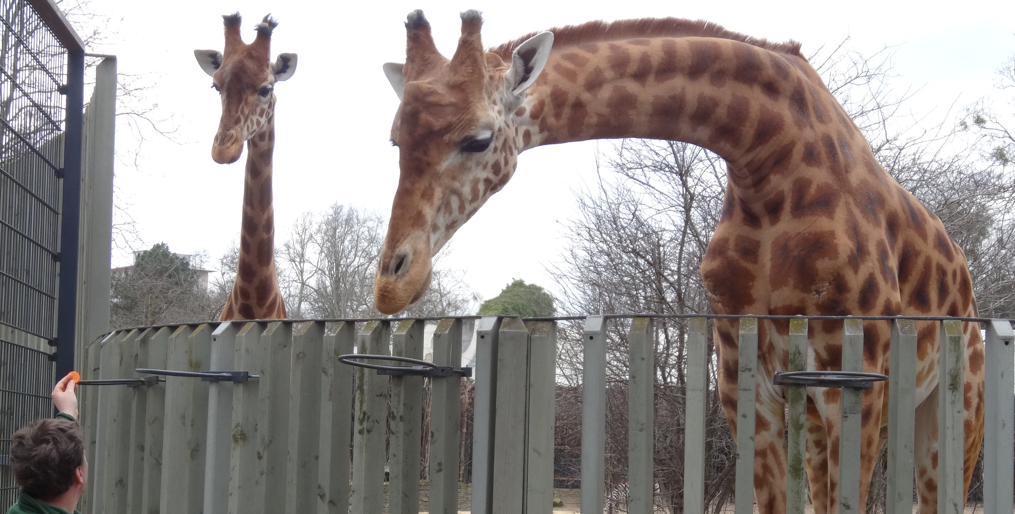 Zoo Dresden geööfnet