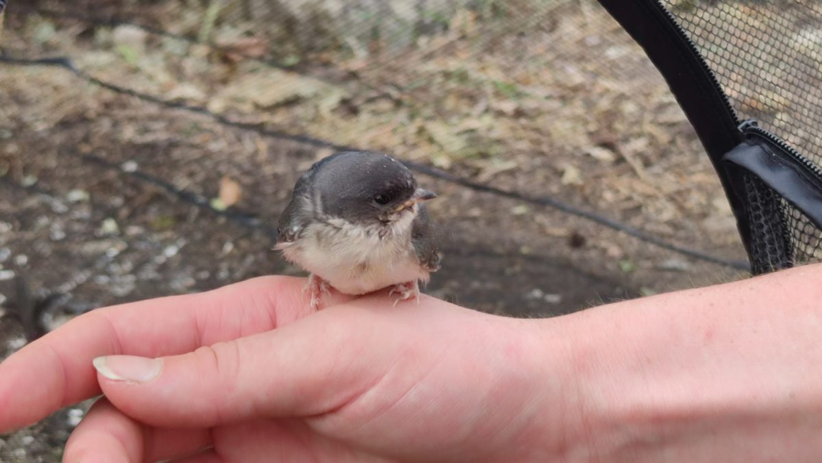 Eine Mehlschwalbe, die noch auf die Auswilderung wartet.- Foto: Maren Kaster