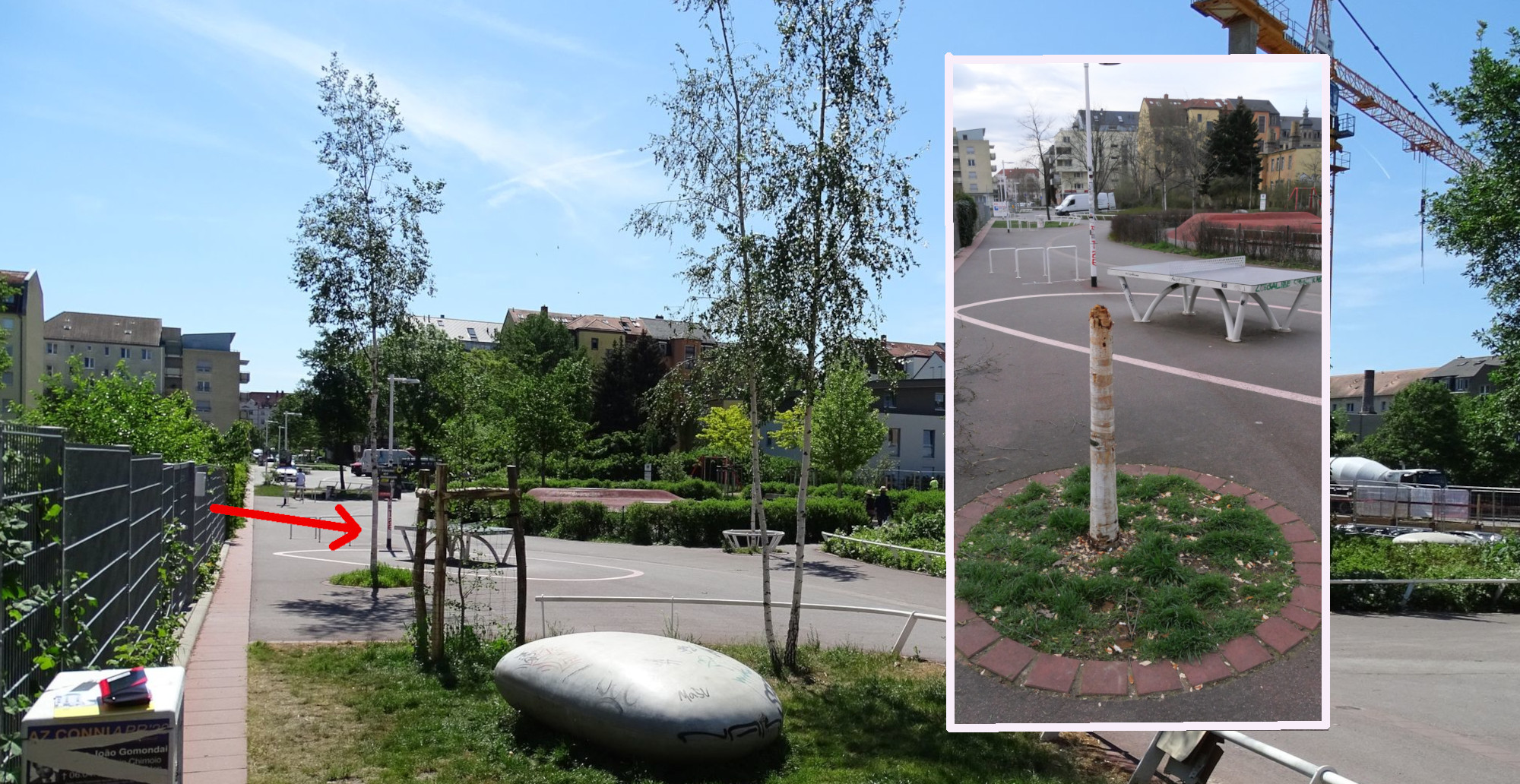 Pieschener Melodien Birke