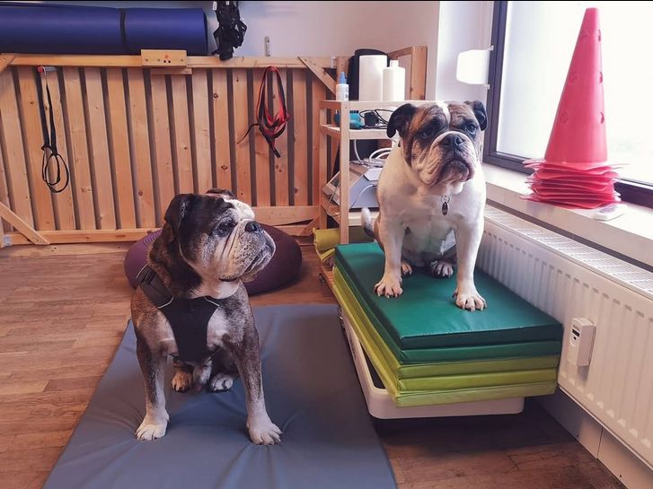 Die beiden Hunde gehören zum regelmäßigen Patientenstamm in der "Dogreha". Foto: Patricia Franetovic