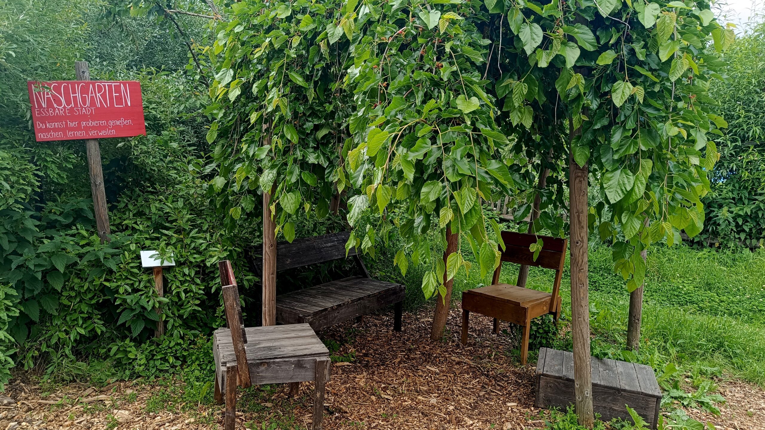 Entweder mit Blick aufs "Terrain" oder behütet, wie unter diesem Maulbeerbaum, können Kaffee und Kuchen genossen werden.