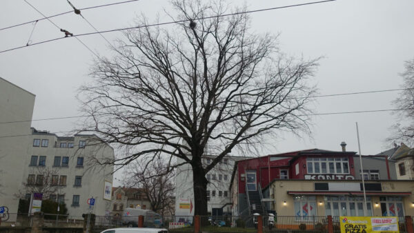 Edeka Stieleiche Leipziger Straße 112