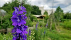 15 Jahre Ufer-Projekte: Jubiläumsfeier in der Alten Gärtnerei Zwischen all dem Gemüse gibt's auch ein paar wild wachsende Blümchen. Foto: J. Frintert