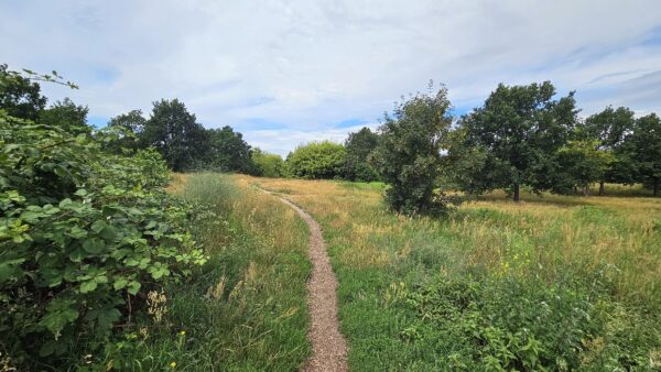 So kennt man die Hufewiesen, wellige Wiese mit Bäumen. Foto: J. Frintert